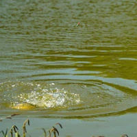 Guru Bobbie Carbon Pole Floats